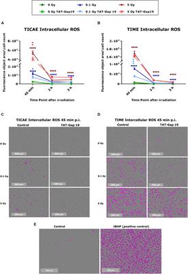 Connexin43 Hemichannel Targeting With TAT-Gap19 Alleviates Radiation-Induced Endothelial Cell Damage